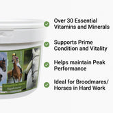 competition horses