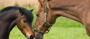 
                      horse-pony-supplement-thumb-4
                      