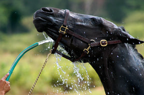 
                      horse-electrolytes-thumb-5
                      