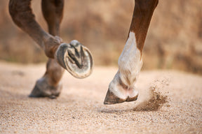 
                      robust-hoof-thumb-5
                      