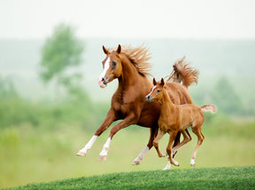 
                      competition-horse-supplement-thumb-7
                      