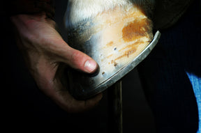 
                      robust-hoof-thumb-8
                      
