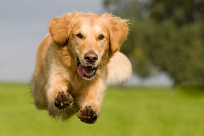 
                      canine-joint-right-thumb-5
                      