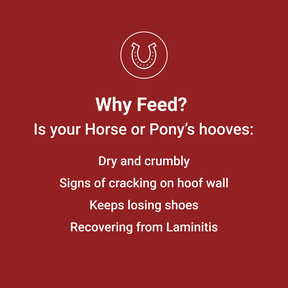 
                      robust-hoof-thumb-2
                      